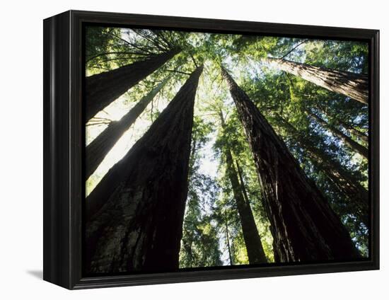 Old Redwood Trees, Muir Woods, California, USA-Bill Bachmann-Framed Premier Image Canvas