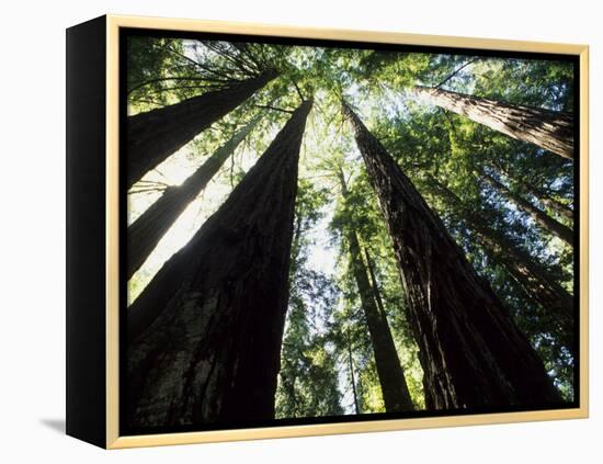 Old Redwood Trees, Muir Woods, California, USA-Bill Bachmann-Framed Premier Image Canvas