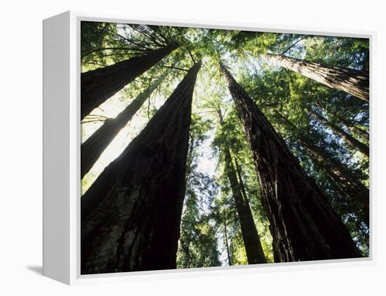 Old Redwood Trees, Muir Woods, California, USA-Bill Bachmann-Framed Premier Image Canvas