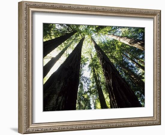 Old Redwood Trees, Muir Woods, California, USA-Bill Bachmann-Framed Photographic Print