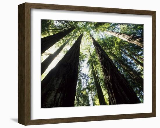 Old Redwood Trees, Muir Woods, California, USA-Bill Bachmann-Framed Photographic Print