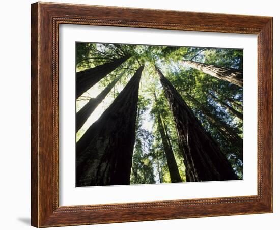 Old Redwood Trees, Muir Woods, California, USA-Bill Bachmann-Framed Photographic Print