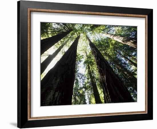 Old Redwood Trees, Muir Woods, California, USA-Bill Bachmann-Framed Photographic Print