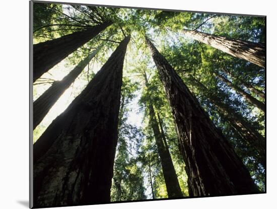 Old Redwood Trees, Muir Woods, California, USA-Bill Bachmann-Mounted Photographic Print