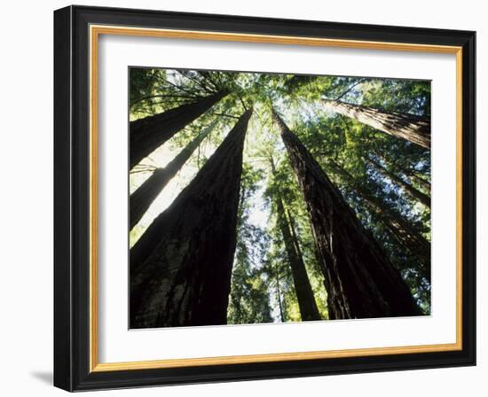 Old Redwood Trees, Muir Woods, California, USA-Bill Bachmann-Framed Photographic Print