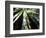 Old Redwood Trees, Muir Woods, California, USA-Bill Bachmann-Framed Photographic Print