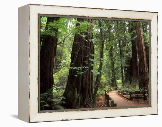 Old Redwood Trees, Muir Woods, San Francisco, California, USA-Bill Bachmann-Framed Premier Image Canvas