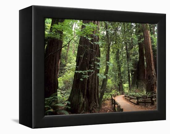 Old Redwood Trees, Muir Woods, San Francisco, California, USA-Bill Bachmann-Framed Premier Image Canvas