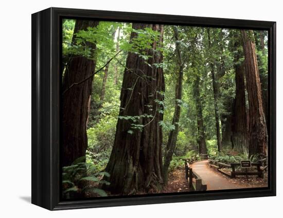 Old Redwood Trees, Muir Woods, San Francisco, California, USA-Bill Bachmann-Framed Premier Image Canvas