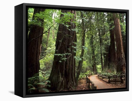 Old Redwood Trees, Muir Woods, San Francisco, California, USA-Bill Bachmann-Framed Premier Image Canvas