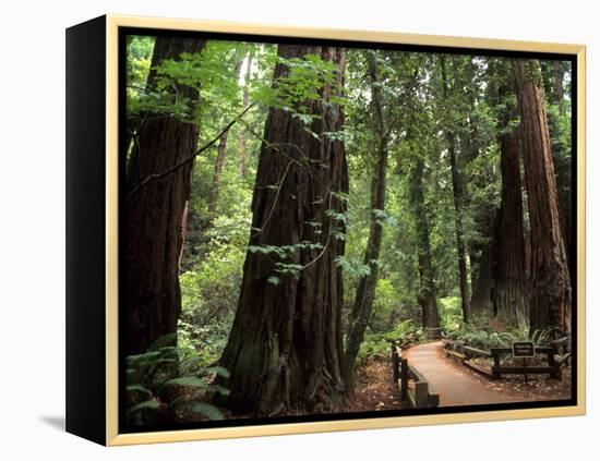 Old Redwood Trees, Muir Woods, San Francisco, California, USA-Bill Bachmann-Framed Premier Image Canvas