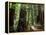 Old Redwood Trees, Muir Woods, San Francisco, California, USA-Bill Bachmann-Framed Premier Image Canvas