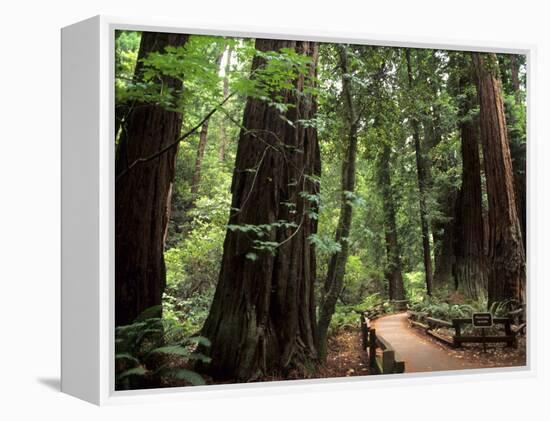 Old Redwood Trees, Muir Woods, San Francisco, California, USA-Bill Bachmann-Framed Premier Image Canvas