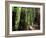 Old Redwood Trees, Muir Woods, San Francisco, California, USA-Bill Bachmann-Framed Photographic Print