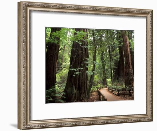 Old Redwood Trees, Muir Woods, San Francisco, California, USA-Bill Bachmann-Framed Photographic Print