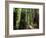 Old Redwood Trees, Muir Woods, San Francisco, California, USA-Bill Bachmann-Framed Photographic Print