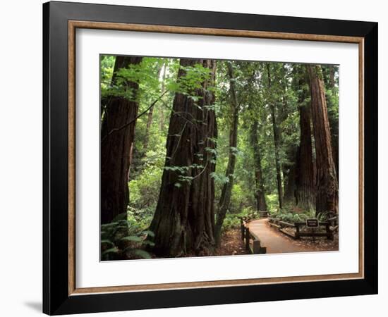 Old Redwood Trees, Muir Woods, San Francisco, California, USA-Bill Bachmann-Framed Photographic Print