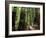 Old Redwood Trees, Muir Woods, San Francisco, California, USA-Bill Bachmann-Framed Photographic Print