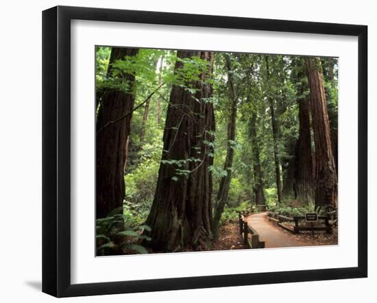 Old Redwood Trees, Muir Woods, San Francisco, California, USA-Bill Bachmann-Framed Photographic Print