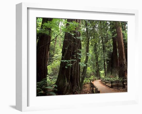 Old Redwood Trees, Muir Woods, San Francisco, California, USA-Bill Bachmann-Framed Photographic Print