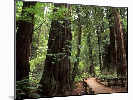 Old Redwood Trees, Muir Woods, San Francisco, California, USA-Bill Bachmann-Mounted Photographic Print