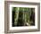 Old Redwood Trees, Muir Woods, San Francisco, California, USA-Bill Bachmann-Framed Photographic Print