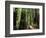 Old Redwood Trees, Muir Woods, San Francisco, California, USA-Bill Bachmann-Framed Photographic Print