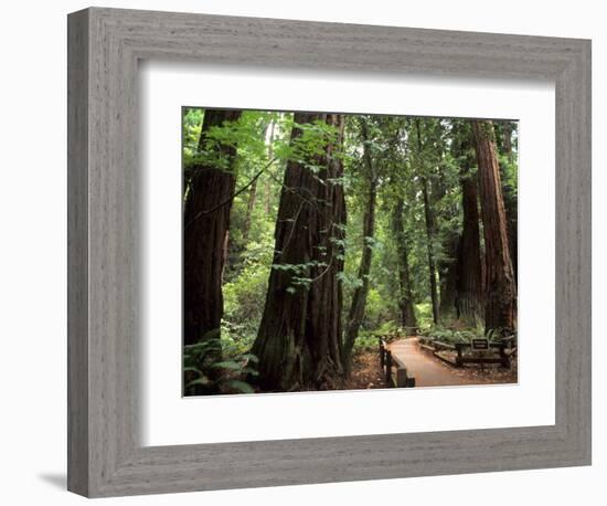 Old Redwood Trees, Muir Woods, San Francisco, California, USA-Bill Bachmann-Framed Photographic Print