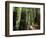 Old Redwood Trees, Muir Woods, San Francisco, California, USA-Bill Bachmann-Framed Photographic Print