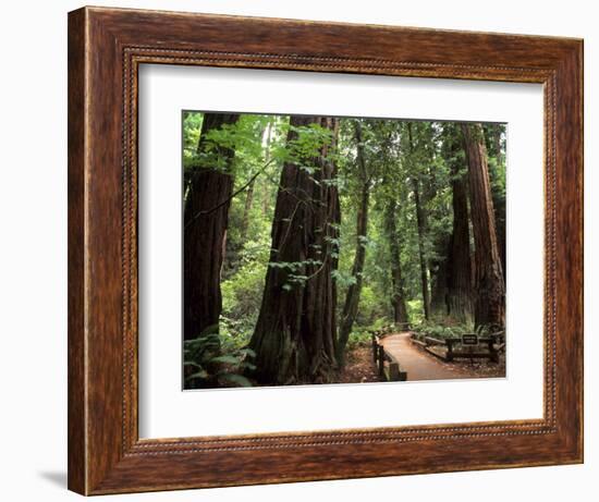 Old Redwood Trees, Muir Woods, San Francisco, California, USA-Bill Bachmann-Framed Photographic Print