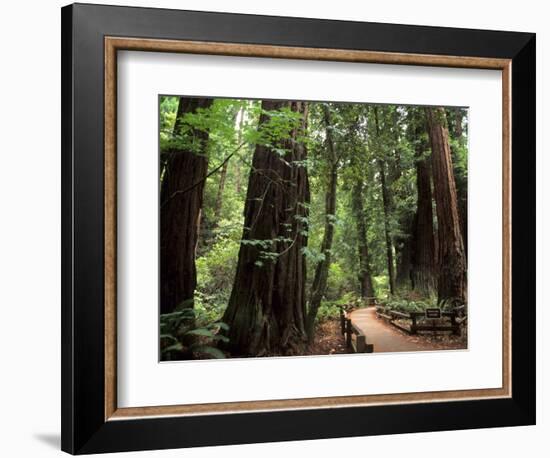Old Redwood Trees, Muir Woods, San Francisco, California, USA-Bill Bachmann-Framed Photographic Print