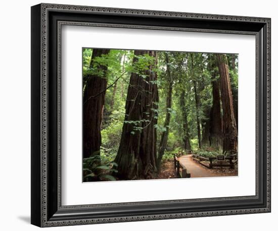 Old Redwood Trees, Muir Woods, San Francisco, California, USA-Bill Bachmann-Framed Photographic Print