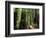 Old Redwood Trees, Muir Woods, San Francisco, California, USA-Bill Bachmann-Framed Photographic Print