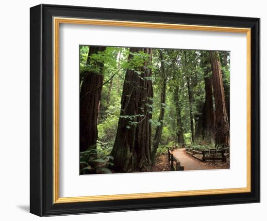 Old Redwood Trees, Muir Woods, San Francisco, California, USA-Bill Bachmann-Framed Photographic Print