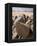 Old Rock Inscriptions in the Tassili N'Ajjer, Sahara, Southern Algeria, North Africa, Africa-Michael Runkel-Framed Premier Image Canvas