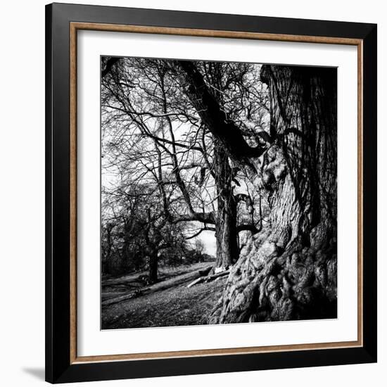 Old Royal Trees-Rory Garforth-Framed Photographic Print