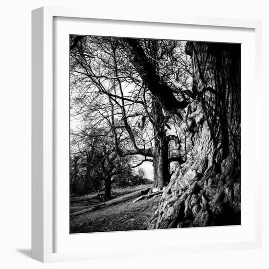 Old Royal Trees-Rory Garforth-Framed Photographic Print