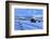 Old snow-covered huts during twilight, Erbe Pass, Funes Valley, Sudtirol (South Tyrol), Dolomites, -Francesco Bergamaschi-Framed Photographic Print