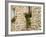 Old Stone House, Istria, Croatia-Russell Young-Framed Photographic Print