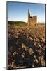 Old Tin Mine Workings, Botallack, Pendeen,Cornwall, England-Paul Harris-Mounted Photographic Print