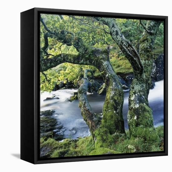 Old Tree Growing over Stream-Micha Pawlitzki-Framed Premier Image Canvas