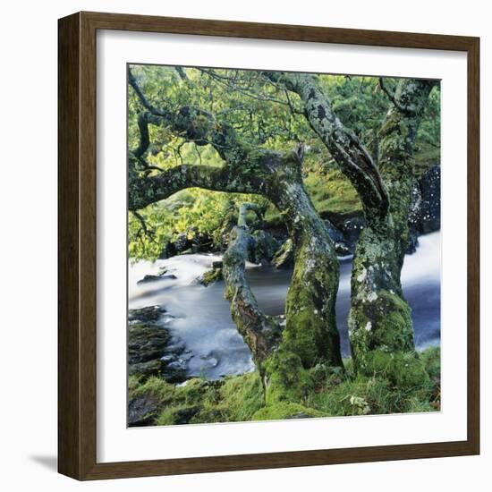 Old Tree Growing over Stream-Micha Pawlitzki-Framed Photographic Print