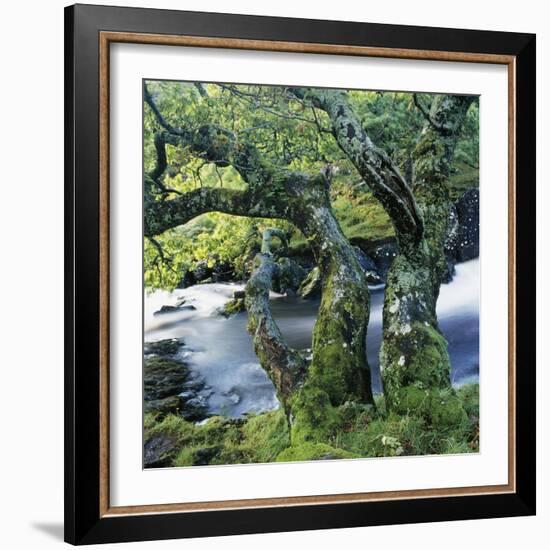 Old Tree Growing over Stream-Micha Pawlitzki-Framed Photographic Print