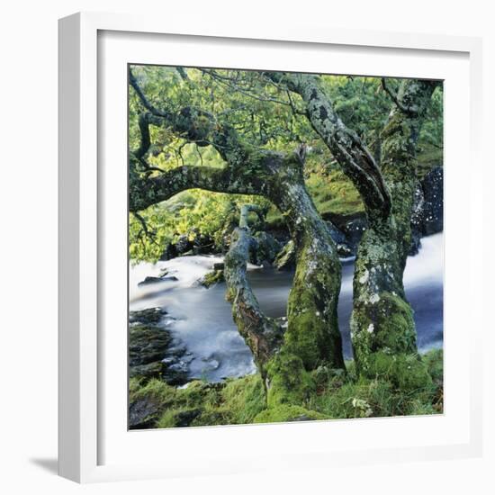 Old Tree Growing over Stream-Micha Pawlitzki-Framed Photographic Print