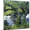 Old Tree Growing over Stream-Micha Pawlitzki-Mounted Photographic Print