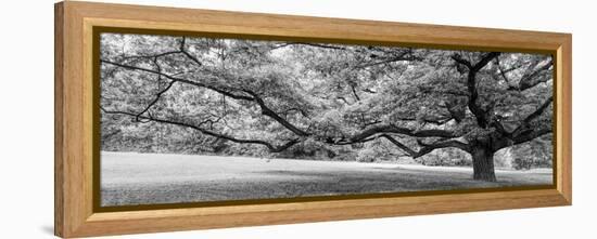 Old tree in park, Stuttgart, Baden Wurttemberg, Germany-Panoramic Images-Framed Premier Image Canvas