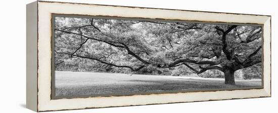 Old tree in park, Stuttgart, Baden Wurttemberg, Germany-Panoramic Images-Framed Premier Image Canvas