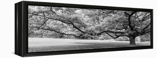 Old tree in park, Stuttgart, Baden Wurttemberg, Germany-Panoramic Images-Framed Premier Image Canvas