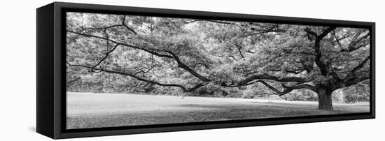 Old tree in park, Stuttgart, Baden Wurttemberg, Germany-Panoramic Images-Framed Premier Image Canvas