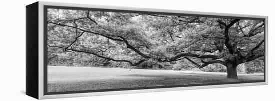 Old tree in park, Stuttgart, Baden Wurttemberg, Germany-Panoramic Images-Framed Premier Image Canvas